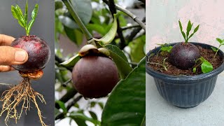 How to grow mangosteen from fruit [upl. by Lauber671]