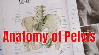 Anatomy of Pelvis  pelvis region  anatomy of pelvis in UrduHindi  2020 [upl. by Linnea]