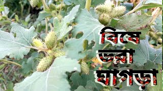 বিষে ভরা ঘাগড়া  বিষাক্ত উদ্ভিদ  Poisonous Plant  SHABLIL DOCUMENTARY [upl. by Berta]