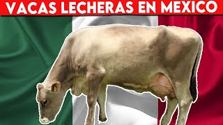 🔴 VACAS LECHERAS EN MEXICO ✅ Vacas Lecheras [upl. by Annalee956]