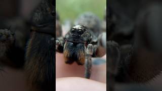 Are GIANT WOLF SPIDERS Aggressive wolfspider spiders [upl. by Attwood]