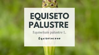 PIANTE TOSSICHE EQUISETO PALUSTRE  Marsh horsetail [upl. by Evadne151]