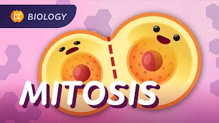 Mitosis amp the Cell Cycle How Cells Clone Themselves Crash Course Biology 29 [upl. by Diego]