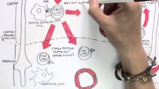 Immunology Map III  T cell development II [upl. by Nwahsad]