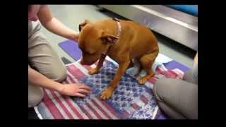 Veterinarian Dr Chau treats dog for paralysis with amazing results the same day [upl. by Imij]