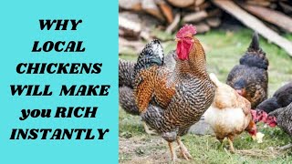 WHY LOCAL CHICKEN FARMING WILL MAKE YOU RICH INSTANTLY [upl. by Dworman]