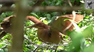 Migratory CINNAMON BITTERN Sunbathing [upl. by Grefe941]