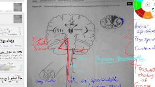 anterior and posterior spinocerebellar and cuneocerebellar tracts [upl. by Ahsenra]