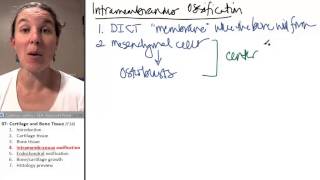 Bone  Cartilage 4 Intramembranous ossification [upl. by Omarr]
