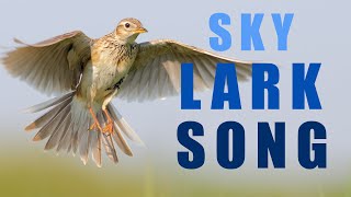 Bird sounds  Skylark singing in the spring sky [upl. by Luoar]