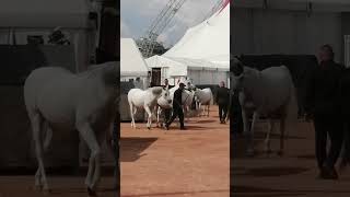 Le Cirque Knie et ses chevaux à Genève Il Circo Knie e i suoi cavalli a Ginevra 🎪🐴🐎🇨🇭 [upl. by Bellew24]