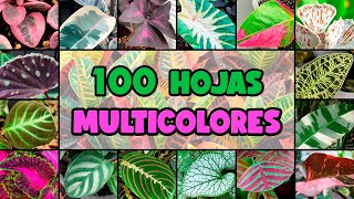 100 PLANTAS con HOJAS de MUCHOS COLORES [upl. by Grenier]