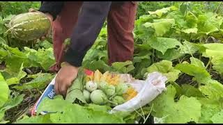 Natural fresh vegetable picking [upl. by Roose]