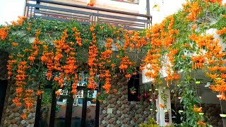 My Beautiful Orange Trumpet Vine  Flame Vine Pyrostegia venusta  Happy New Year 2021 [upl. by Ecnerat]