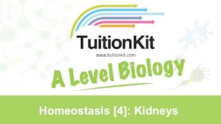 Homeostasis 4 Kidneys High band Biology [upl. by Ynnol]