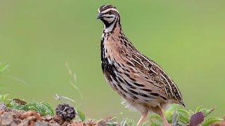 Rain quail Coturnix coromandelica male in natural habitat [upl. by Ysak]