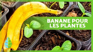 PEAU DE BANANE comme ENGRAIS pour PLANTES 🍌🌿 Engrais fait maison ✅ [upl. by Lipfert756]