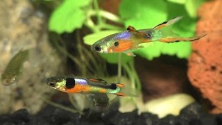 Breeding Displays of the Endler  Guppy Hybrid [upl. by Cain]