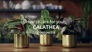 How to care for your Calathea  Grow at Home  RHS [upl. by Nivre202]