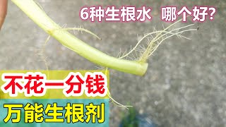 不要钱的生根剂 6种扦插生根水比较 6 homemade rooting hormones [upl. by Ytirehc71]