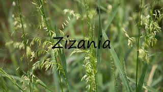 How to Pronounce Zizania [upl. by Ahsenid]