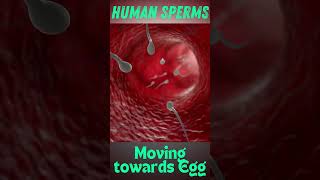 Human sperm moving towards egg  How sperm meets egg  Human sperms under microscope [upl. by Allerie]