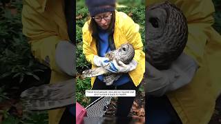 These kind people rescued an injured owl and nursed it back to health animalshorts owl [upl. by Bodrogi502]