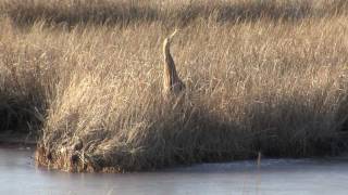 The American Bittern [upl. by Anthea]