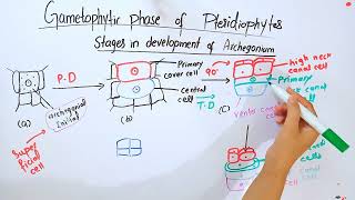 Gametophytic phase of PteridophytesBSc and MSc botany topic [upl. by Naoma423]