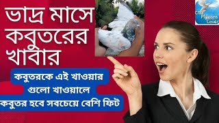 ভাদ্র মাসের কবুতরের খাবার  ভাদ্র মাসে আমাদের কবুতরের খাবার মেনু  CTG Pigeons Lover [upl. by Pickering]