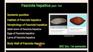 Fasciola hepatica part 1st  habitat structure amp system position of fasciola hepatica  bsc 1st sem [upl. by Stoddard]