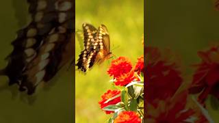 Beautiful Bfly❤ nature ytshorts shortvideo natureshorts flowers butterfly [upl. by Hsara]