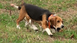 Skyviews Beagles Run Rabbit Through Woods and Leaves [upl. by Dleifniw]