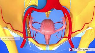 Vascularisation des organes pelviens féminins vidéo commentée [upl. by Bainbridge]