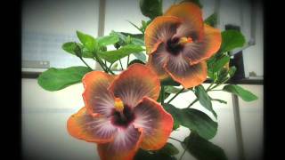 Hibiscus rosasinensis Fifth Dimension [upl. by Nosyd]