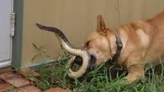 Snake vs Dog  Funny Fight WarningExplicit Images [upl. by Gney763]