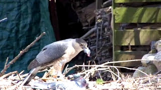 Coopers Hawk caught a Pigeon [upl. by Niarda]