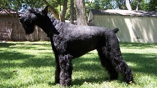 Giant Schnauzer [upl. by Eerolam259]