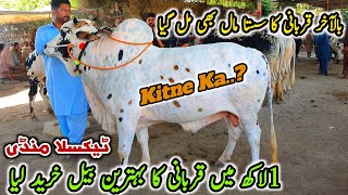 Today Taxila Mandi Latest Update 24 May 2024  Sasta Mall Naseeb Ka SodaQurbani Bakra Eid [upl. by Zahara]