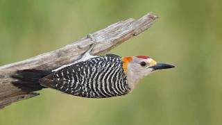 Captivating Types of Woodpeckers Species🦜🌳🔍 [upl. by Ahsiaa]