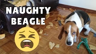 My Beagle started to be naughty again ¦ PipastheBeagle [upl. by Ydnal]