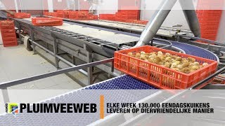 Elke week 130000 eendagskuikens leveren op diervriendelijke manier [upl. by Waki344]