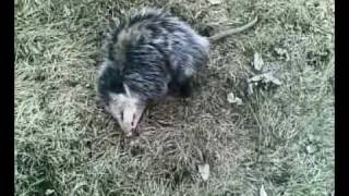 opossum playing dead 3 [upl. by Lavinie27]