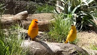 More Fascinating Birds San Diego Zoo Aviaries 4K with Music [upl. by Reyam]