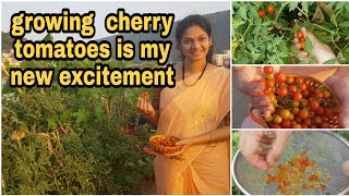 How to grow cherry tomatoesచెర్రీ టమాటో విత్తనాలు ఇలా కలెక్ట్ చేసి పెంచాలి cherrytomatoes garden [upl. by Luapsemaj]