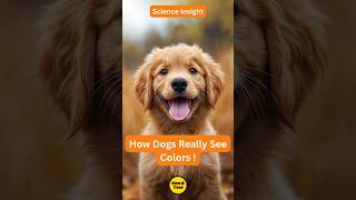 How Dogs Really See Colors Animal Science Insight Shorts [upl. by Lambart]