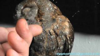 Sweet Scops owl Otus scops [upl. by Gati]