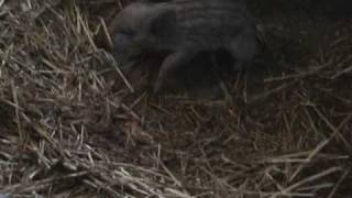 Mangalica sow responding to piglet squeals [upl. by Dagmar]