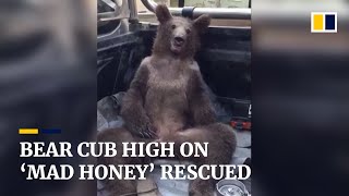 High on hallucinogenic honey disoriented bear cub is rescued in northwestern Türkiye [upl. by Norreg]