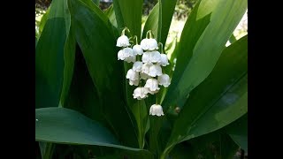 Amazing and Most Beautiful Lily of the Valley Flowers [upl. by Annaik]